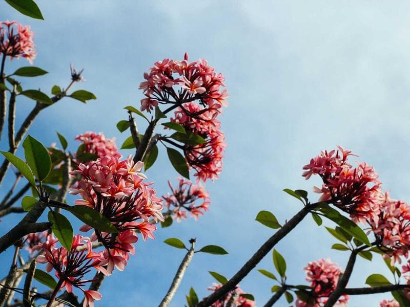 Niacinamide - Thành Phần “Vàng” Cho Da Mụn 